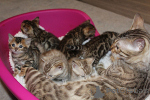 Zusätzliche Fotos: Bengal Cats-Kätzchen sind jetzt zur Adoption verfügbar