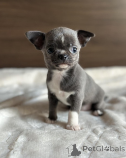Foto №3. Prachtige Chihuahua-Welpen suchen nach einem goldenen Mandje. Belgien