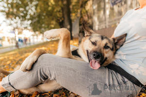 Foto №1. mischlingshund - zum Verkauf in der Stadt Москва | Frei | Ankündigung № 77649