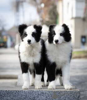 Foto №2 zu Ankündigung № 135248 zu verkaufen border collie - einkaufen Serbien züchter