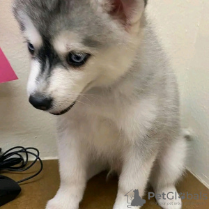 Foto №3. Siberian Husky-Welpen sind jetzt startklar. Business WhatsApp 37256062792. Finnland