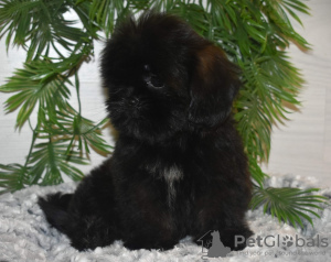 Foto №3. Shi-Tzu. Russische Föderation