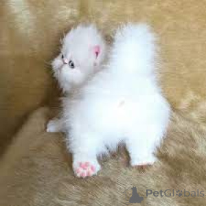 Foto №3. Perzische Kätzchen zum Verkauf. Belgien