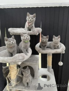 Foto №1. britisch kurzhaar - zum Verkauf in der Stadt Zelzate | Frei | Ankündigung № 154171