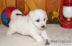 Foto №2 zu Ankündigung № 168185 zu verkaufen bichon frisé - einkaufen Schweden quotient 	ankündigung, züchter