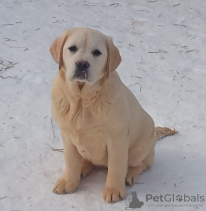 Foto №2 zu Ankündigung № 92305 zu verkaufen labrador retriever - einkaufen Russische Föderation vom kindergarten, züchter