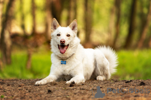 Foto №4. Ich werde verkaufen  in der Stadt Москва.  - preis - Frei