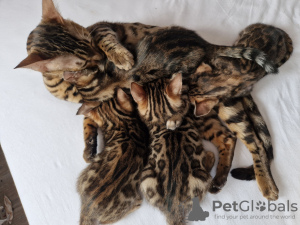 Foto №2 zu Ankündigung № 42298 zu verkaufen bengal katzenrasse - einkaufen Deutschland quotient 	ankündigung