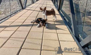 Foto №4. Ich werde verkaufen basenji in der Stadt Vladičin Han.  - preis - verhandelt