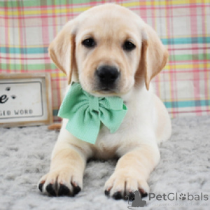 Foto №4. Ich werde verkaufen labrador retriever in der Stadt Frankfurt. quotient 	ankündigung - preis - 600€