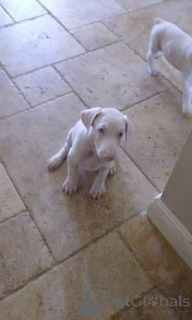 Foto №1. dobermann - zum Verkauf in der Stadt Überllenlen | 380€ | Ankündigung № 166180