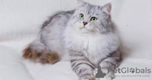 Foto №3. Sibirische Kätzchen. Großbritannien