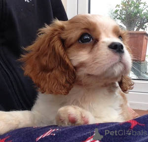 Foto №3. Cavalier King Charles Spaniel Welpen. Schweden