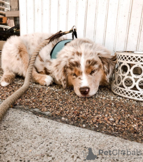 Foto №1. australian shepherd - zum Verkauf in der Stadt Urlingford | Frei | Ankündigung № 124859