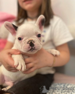 Foto №4. Ich werde verkaufen französische bulldogge in der Stadt Дрезден. quotient 	ankündigung - preis - 265€