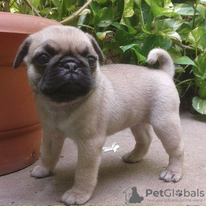 Foto №1. mops - zum Verkauf in der Stadt Франкфурт-на-Майне | Frei | Ankündigung № 126557