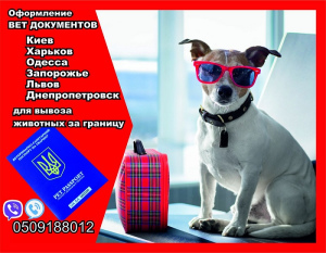 Foto №1. Tierärztliche Dienste in der Stadt Kiew. Price - verhandelt. Ankündigung № 5052
