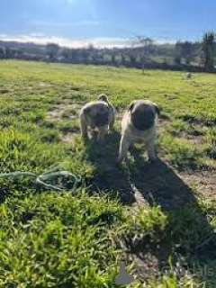 Foto №3. Wunderschöne Mopswelpen zu verkaufen.. Großbritannien