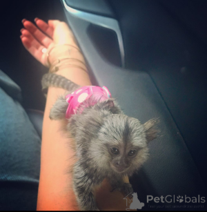 Foto №2 zu Ankündigung № 161909 zu verkaufen  - einkaufen USA 