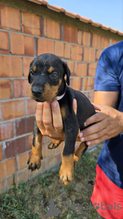 Foto №4. Ich werde verkaufen dobermann in der Stadt Belgrad.  - preis - 500€