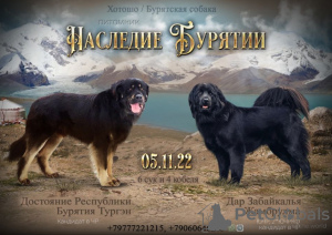 Foto №1. mongolischer wolfshund der burjaten - zum Verkauf in der Stadt Наро-Фоминск | 531€ | Ankündigung № 30089