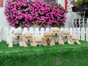Foto №3. Chow Chow cau cau Puppies. Serbien