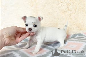 Zusätzliche Fotos: Entzückende Chihuahua-Welpen zur kostenlosen Adoption