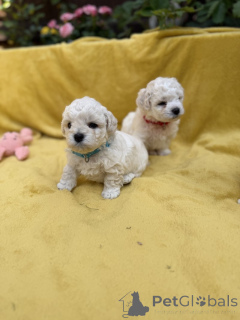Foto №1. bichon frisé - zum Verkauf in der Stadt Bolzano | verhandelt | Ankündigung № 173479