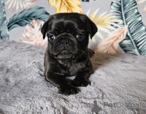 Foto №1.  - zum Verkauf in der Stadt Emden | 250€ | Ankündigung № 167676