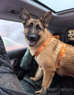 Foto №1. mischlingshund - zum Verkauf in der Stadt Moskwa | Frei | Ankündigung № 164580