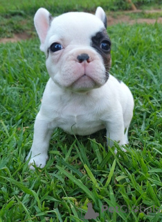 Foto №1. französische bulldogge - zum Verkauf in der Stadt Viimsi | verhandelt | Ankündigung № 169509
