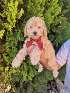 Foto №1. labradoodle - zum Verkauf in der Stadt Vilovo | verhandelt | Ankündigung № 176827