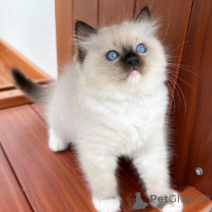 Foto №2 zu Ankündigung № 171357 zu verkaufen ragdoll-katze - einkaufen Tschechische Republik züchter