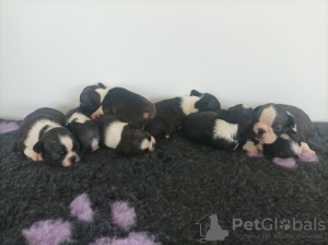 Foto №2 zu Ankündigung № 110754 zu verkaufen boston terrier - einkaufen Serbien quotient 	ankündigung