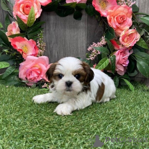 Foto №2 zu Ankündigung № 99906 zu verkaufen shih tzu - einkaufen Deutschland züchter