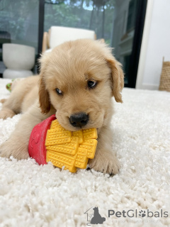 Foto №2 zu Ankündigung № 158048 zu verkaufen golden retriever - einkaufen Deutschland züchter