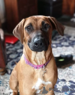 Foto №1. rhodesian ridgeback - zum Verkauf in der Stadt Москва | 237€ | Ankündigung № 45284