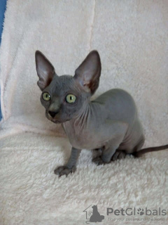 Foto №1. sphynx-katze - zum Verkauf in der Stadt Berlin | 150€ | Ankündigung № 97258