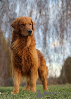 Foto №1. golden retriever - zum Verkauf in der Stadt Boot | 2800€ | Ankündigung № 164250