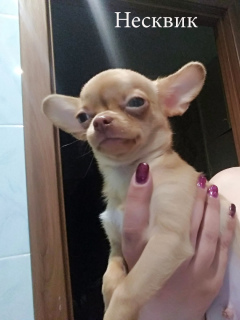 Zusätzliche Fotos: Chihuahua Welpen