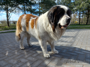 Zusätzliche Fotos: Moskauer Wachhund mit Ahnentafel - Welpen