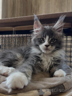 Foto №2 zu Ankündigung № 170619 zu verkaufen maine-coon-katze - einkaufen Niederlande züchter