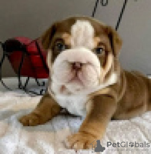 Foto №2 zu Ankündigung № 120629 zu verkaufen englische bulldogge - einkaufen Finnland quotient 	ankündigung, züchter