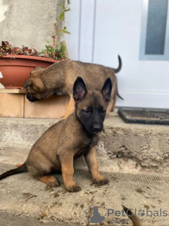 Foto №1. belgischer schäferhund - zum Verkauf in der Stadt Sodankylä | verhandelt | Ankündigung № 124709