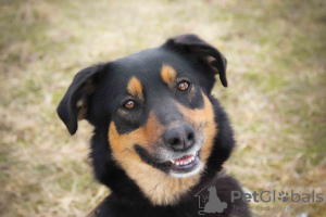 Foto №2 zu Ankündigung № 10743 zu verkaufen mischlingshund - einkaufen Russische Föderation aus dem tierheim