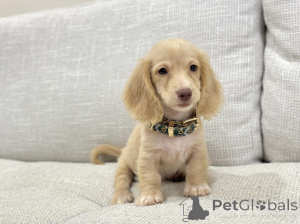 Foto №1. dackel - zum Verkauf in der Stadt Köln | verhandelt | Ankündigung № 163656