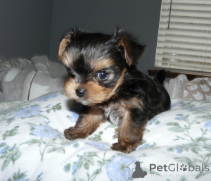 Foto №2 zu Ankündigung № 135887 zu verkaufen yorkshire terrier - einkaufen Deutschland quotient 	ankündigung, aus dem tierheim