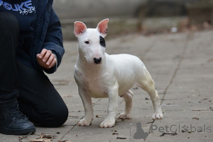 Foto №4. Ich werde verkaufen bullterrier in der Stadt Belgrad. züchter - preis - verhandelt