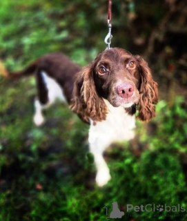 Foto №1. mischlingshund - zum Verkauf in der Stadt Moskwa | Frei | Ankündigung № 164185