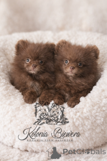 Foto №1. pommersche spitz - zum Verkauf in der Stadt Boot | verhandelt | Ankündigung № 164238